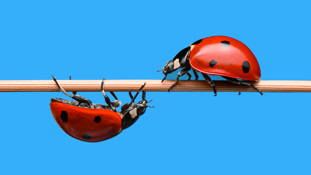 Zašto konfliktne ideje mogu učiniti strategiju jačom